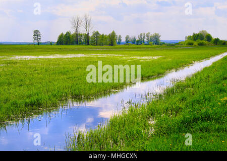 Panoramablick von Feuchtgebieten mit frühen Frühjahr grünes Gras und Holz in Biebrza River Wildlife Refuge im Nordosten Polens. Stockfoto