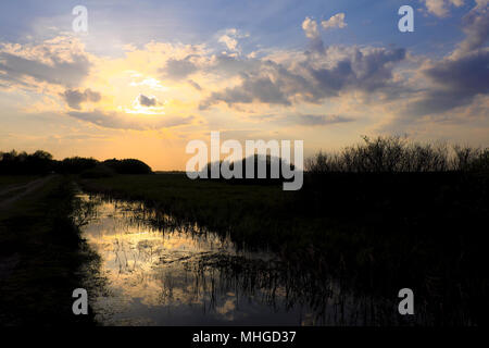 Panoramablick auf sundet über Feuchtgebiete mit frühen Frühjahr grünes Gras und Holz in Biebrza River Wildlife Refuge im Nordosten Polens. Stockfoto