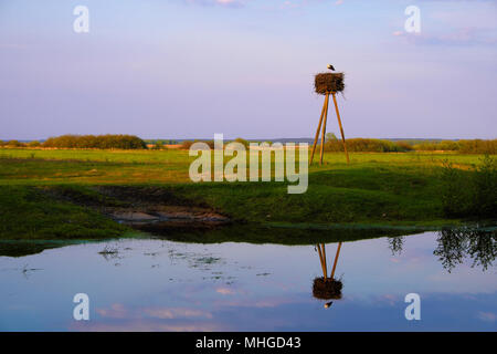 Panoramablick von Feuchtgebieten mit frühen Frühjahr grünes Gras, Holz und Verschachtelung Weißstorch in Biebrza River Wildlife Refuge in nord-östlichen Pola Stockfoto