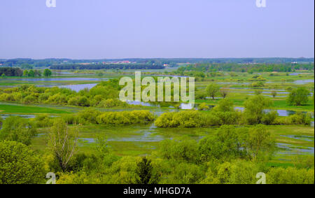 Panoramablick von Feuchtgebieten mit frühen Frühjahr grünes Gras und Holz in der Narew Fluss Wildlife Refuge im Nordosten Polens. Stockfoto