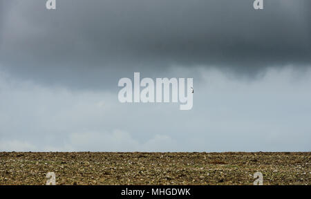 Einsame Kiebitz oder Plover fliegen am Horizont über eine steinige Feld, früh am Morgen im Frühling gemacht. Stockfoto