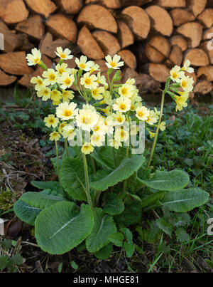 Oxlips vor einem Woodpile Stockfoto