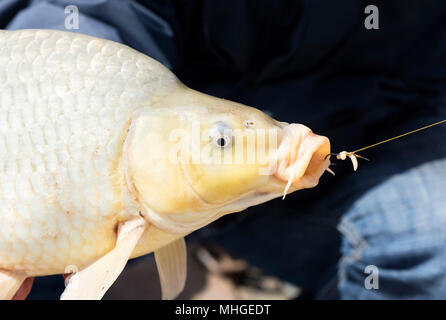 Karpfen vom Plattensee, Ungarn Stockfoto