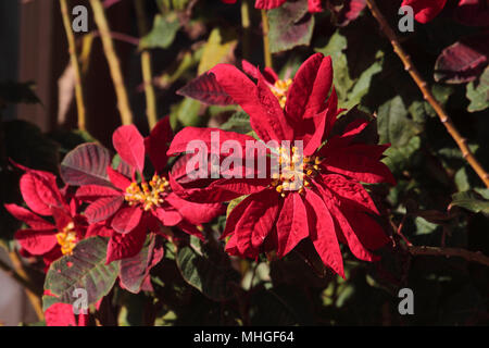 Nahaufnahme der Weihnachtsstern (Euphorbia pulcherrima) Blüht Stockfoto