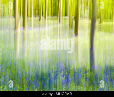 Fine Art Bild des Englischen bluebell Holz im Frühling Stockfoto