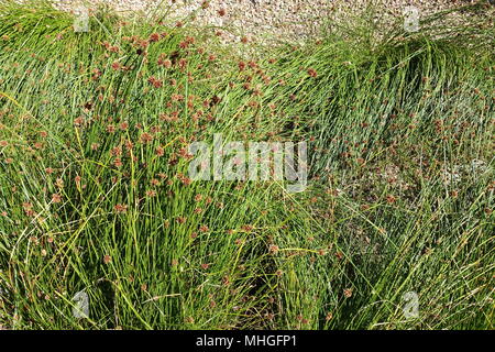 Ficinia nodosa oder auch als Isolepis nodosa oder knorrigen Club Rush bekannt Stockfoto