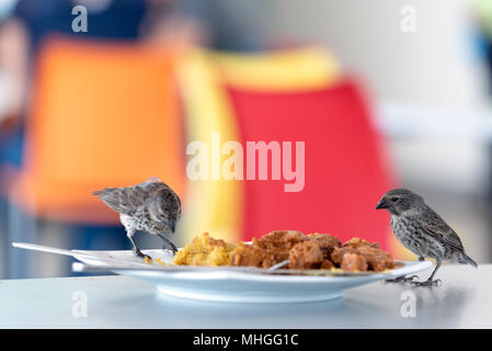 Vogel Essen aus einer Platte in der Seymour Flughafen auf der Insel Baltra, Galapagos, Ecuador. Stockfoto