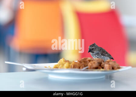 Vogel Essen aus einer Platte in der Seymour Flughafen auf der Insel Baltra, Galapagos, Ecuador. Stockfoto