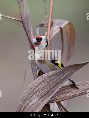 Stieglitz, Carduelis carduelis, in einem Garten, Großbritannien Stockfoto