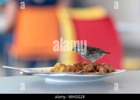 Vogel Essen aus einer Platte in der Seymour Flughafen auf der Insel Baltra, Galapagos, Ecuador. Stockfoto