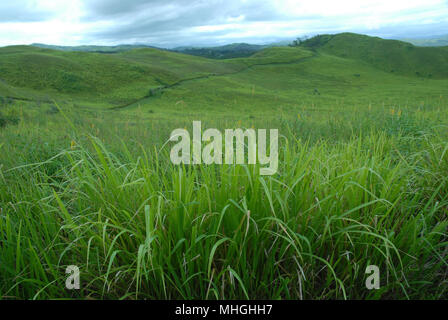 Felder hinter Sanddünen von Sigatoka National Park. Fidschi. Stockfoto