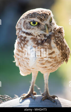 Eule in der Höhle. Vogel in seinem natürlichen Lebensraum isoliert. Stockfoto