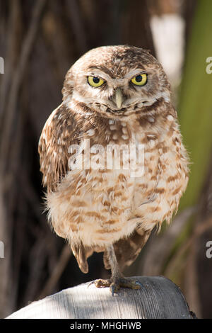 Eule in der Höhle. Vogel in seinem natürlichen Lebensraum isoliert. Stockfoto