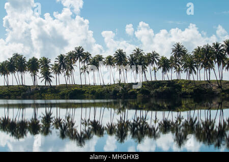 Kokosnussbäume mit Spiegelung im Wasserspiegel des Sees. Tropische Landschaft. Stockfoto