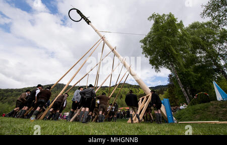 Rottach-Egern, Deutschland. 01. Mai 2018, Deutschland, Rottach-Egern: Mitglieder der Wallberg Gesellschaft für Traditionelle Kostüme die Errichtung einer traditionellen Mai Baum. Foto: Sven Hoppe/dpa Quelle: dpa Picture alliance/Alamy leben Nachrichten Stockfoto