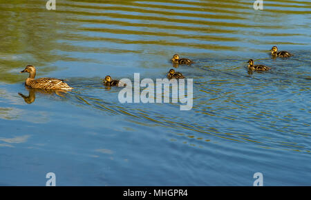 Mose Gate Country Park, Bolton. Mai, 2018. UK Wetter: ein schöner sonniger Tag, da die Temperaturen beginnen in Bolton vor der Bank Holiday Wochenende zu steigen. Eine Mutter Stockente nimmt ihr Entenküken für eine auf den Lodges am Moses Gate Country Park, Bolton schwimmen. Bild von Paul Heyes, Montag, Mai 1st, 2018. Credit: Paul Heyes/Alamy leben Nachrichten Stockfoto