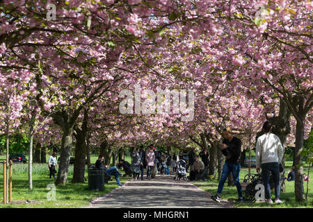 In Greenwich, London, Vereinigtes Königreich. Mai, 2018. Menschen sind die Fortsetzung der schönen Allee der Kirschblüte im Greenwich Park an einem sonnigen Mayday zu genießen. Rob Powell/Alamy leben Nachrichten Stockfoto