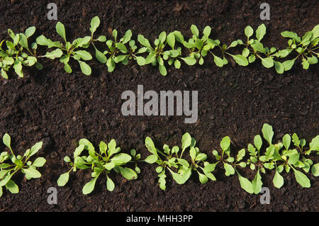 Zwei Reihen von frischem Salat Sämlinge. Stockfoto
