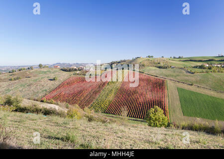 Bunte Weinberge in der Lambrusco Region im Herbst, Castelvetro di Modena, Emilia Romagna, Italien Stockfoto