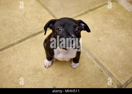 Cute Staffordshire Bull Terrier Welpen. in Gloucestershire, wenig Poser genommen. Stockfoto