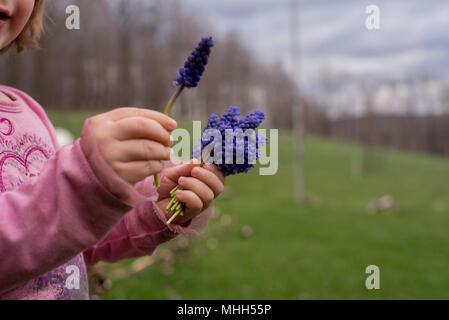 Ein kleines Mädchen hält einen Strauß lila Hyazinthen Blumen im Frühjahr. Stockfoto