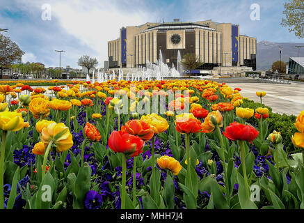 Tulip Garten und Springbrunnen vor dem Nationalen Kulturpalast in Sofia, Bulgarien. Stockfoto