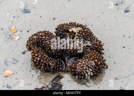 Ein holdfast von furbellow Algen (Saccorhiza polyschides) angespült auf Kirche Cliff Beach, Lyme Regis Stockfoto