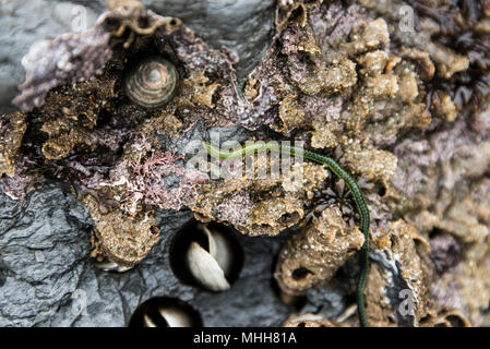 Ein grünes Blatt worm (Eulalia viridis) auf Felsen mit piddocks (Pholadidae sp.) in ihren Bohrungen Stockfoto