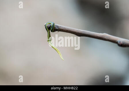 Ein grünes Blatt worm (Eulalia viridis) am Ende von einem Stock Stockfoto