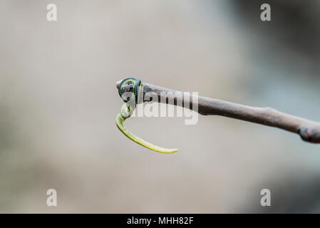 Ein grünes Blatt worm (Eulalia viridis) am Ende von einem Stock Stockfoto