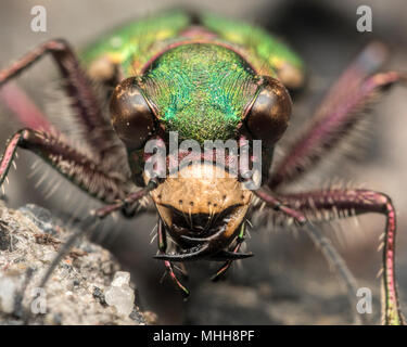 Green Tiger Beetle (Cicindela campestris) Nahaufnahme Foto, um die großen Augen und kräftige Kiefer. Tipperary, Irland Stockfoto