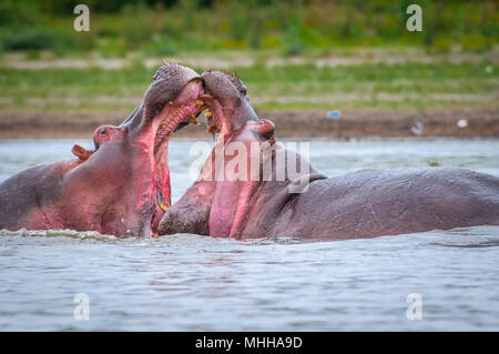 Zwei hippopotamus Kampf im Wasser von Kenia Stockfoto