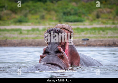 Paar hippopotamus Kampf im Wasser Stockfoto