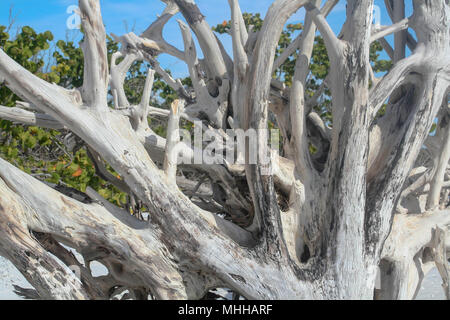 Große Treibholz am Strand in Florida Stockfoto