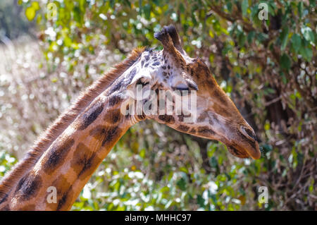 Traurig giraffe aus Afrika Stockfoto