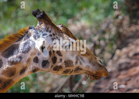 Traurig giraffe aus Afrika Stockfoto