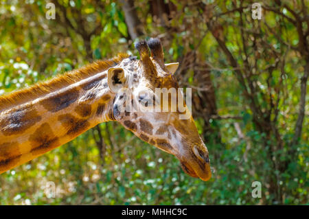 Traurig giraffe aus Afrika Stockfoto