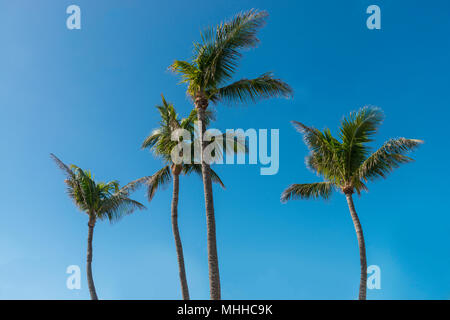 Vier Palmen in den Wind Stockfoto