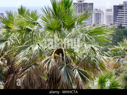 Teil des Arboretum mit vielen schönen weitläufigen Palmen. Die Aussicht von oben. Stockfoto