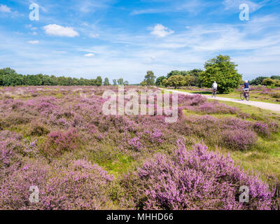 Menschen Reiten Fahrrad auf Pfad durch Lila blühenden Heidekraut auf der südlichen Heide in der Nähe von Hilversum, Gooi, Niederlande Stockfoto