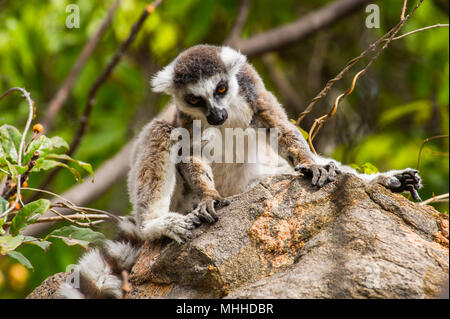 Nahaufnahme von einem Ring-tailed Lemur in Madagaskar, Afrika Stockfoto