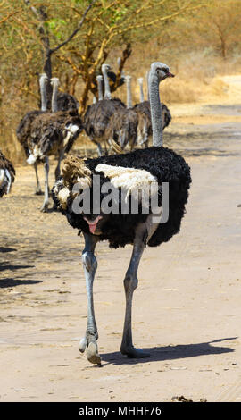 Strauße in Afrika Stockfoto