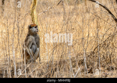 Green Monkey (Chlorocebus sabaeus), ist eine alte Welt Affe mit Golden-green Pelz Stockfoto