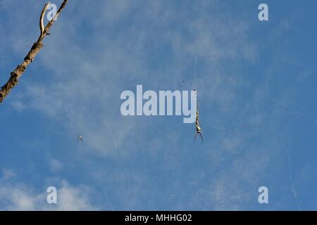 Riesige orb Spider männlichen und weiblichen gegen den blauen Himmel, Mount Stuart Wanderwege, Townsville, Queensland, Australien Stockfoto