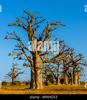 Adansonia digitata (Baobab), die am weitesten verbreitete der Adansonia Arten auf dem afrikanischen Kontinent, in den heißen, trockenen Savannen südlich der Sahara Afr gefunden Stockfoto