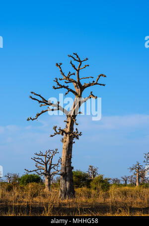 Adansonia digitata (Baobab), die am weitesten verbreitete der Adansonia Arten auf dem afrikanischen Kontinent, in den heißen, trockenen Savannen südlich der Sahara Afr gefunden Stockfoto