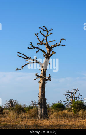 Adansonia digitata (Baobab), die am weitesten verbreitete der Adansonia Arten auf dem afrikanischen Kontinent, in den heißen, trockenen Savannen südlich der Sahara Afr gefunden Stockfoto