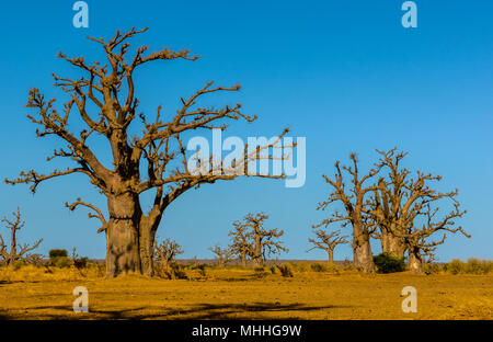 Adansonia digitata (Baobab), die am weitesten verbreitete der Adansonia Arten auf dem afrikanischen Kontinent, in den heißen, trockenen Savannen südlich der Sahara Afr gefunden Stockfoto