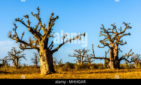 Adansonia digitata (Baobab), die am weitesten verbreitete der Adansonia Arten auf dem afrikanischen Kontinent, in den heißen, trockenen Savannen südlich der Sahara Afr gefunden Stockfoto