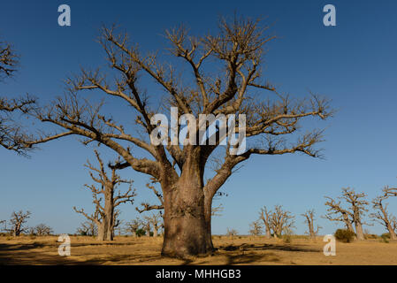 Adansonia digitata (Baobab), die am weitesten verbreitete der Adansonia Arten auf dem afrikanischen Kontinent, in den heißen, trockenen Savannen südlich der Sahara Afr gefunden Stockfoto